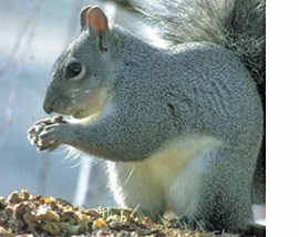 critters hate chimney caps in enfield